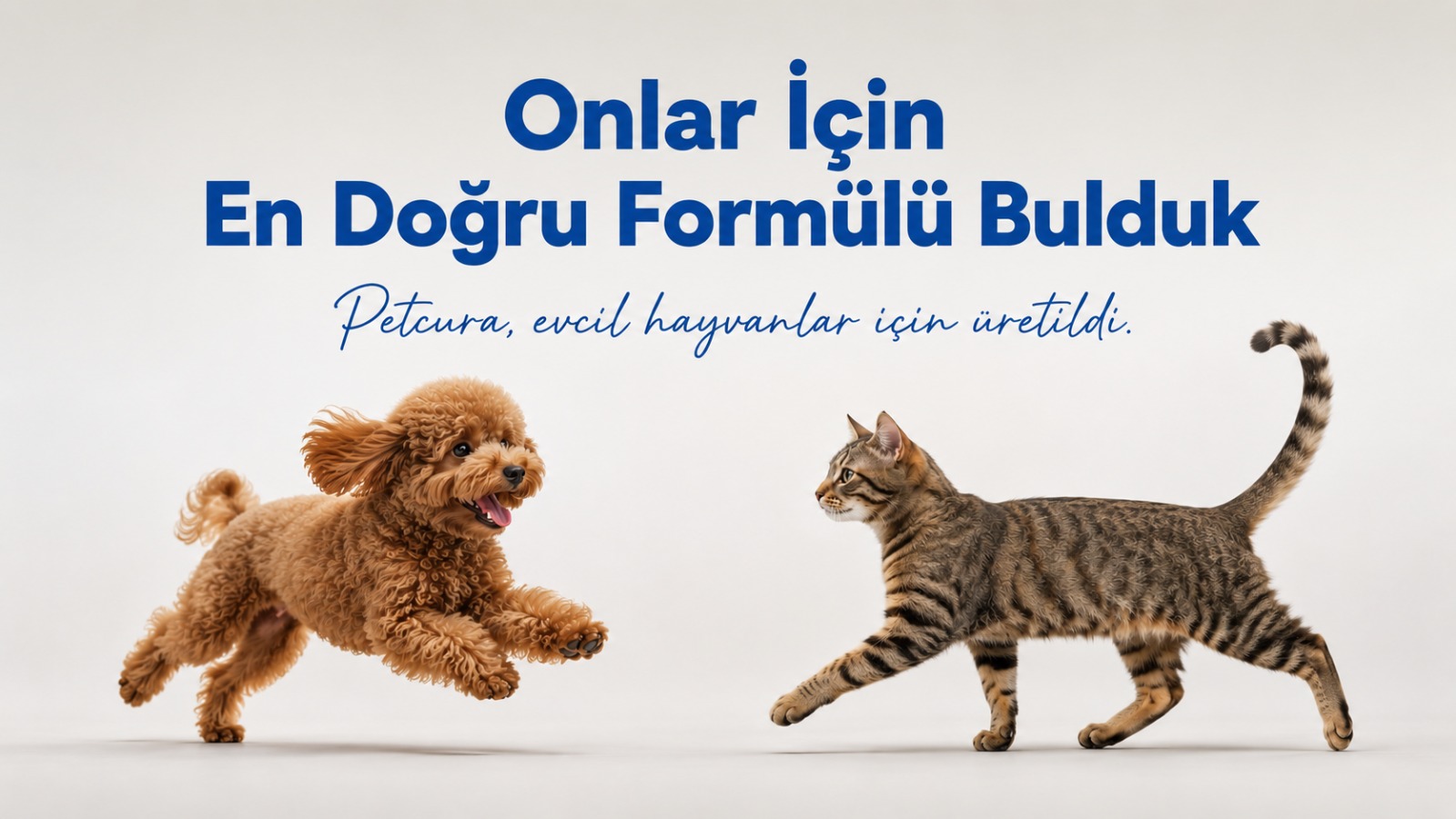 Kedi